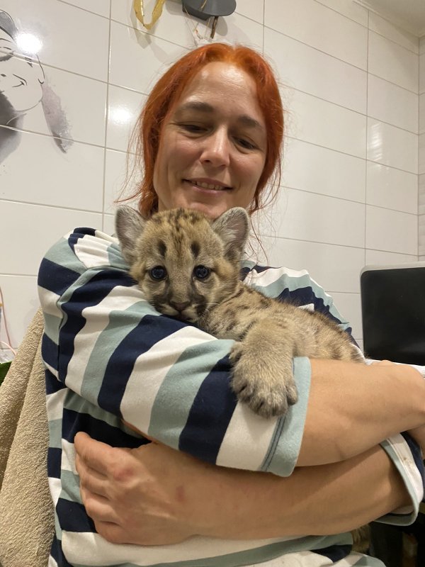 В продаже котята пумы