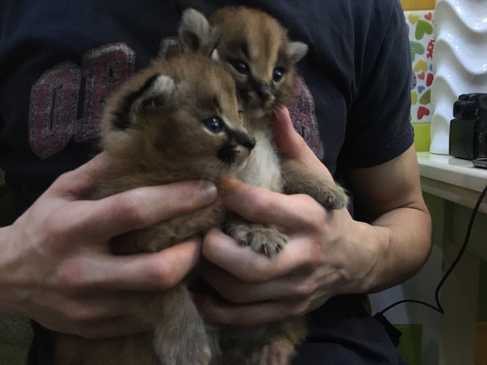 Домашние котята каракала, ручные малыши