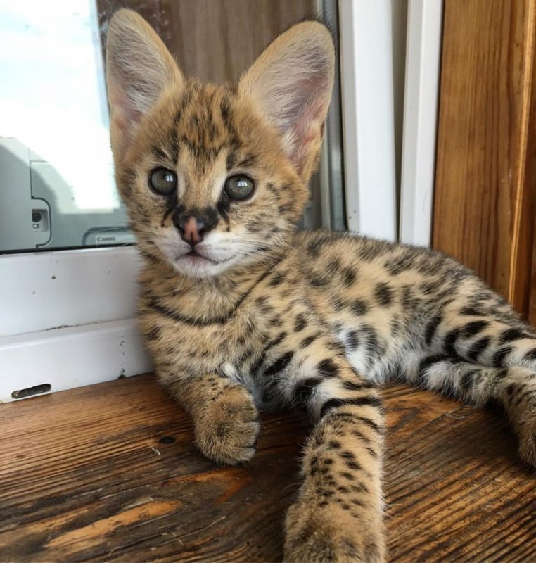 Котенок сервал совственного разведения