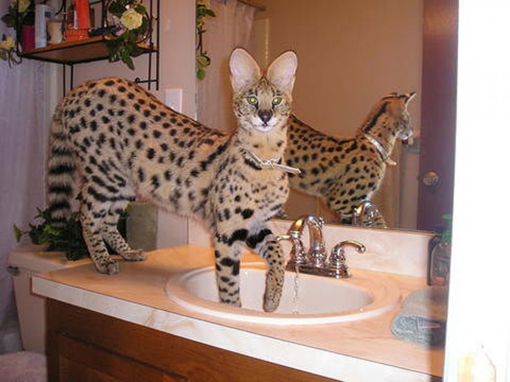 Крупная африканская ручная кошка Сервал 8 мес