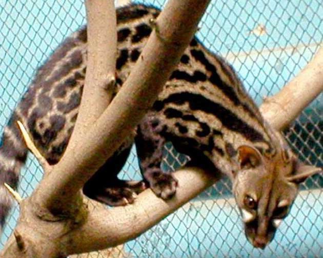 Генета - ручные котята и взрослые особи