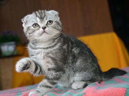 Шотландская вислоухая кошка. Окрас: черный мрамор на серебре. (ns22)