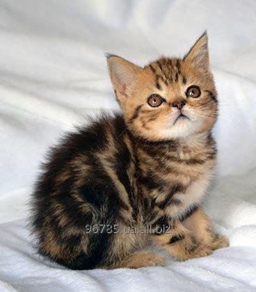 Шотландский прямоухий котик окраса черный мрамор.