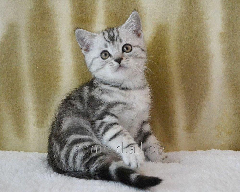 Б.Шотландский мраморный серебристый котик