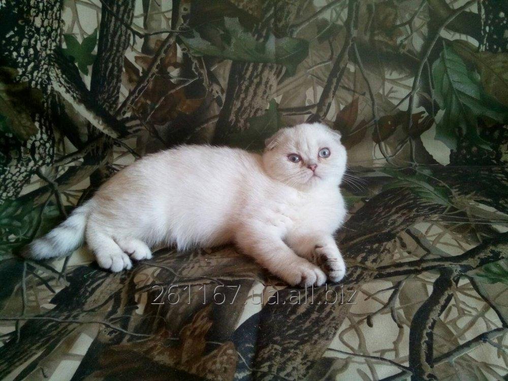 Scottish fold kitten