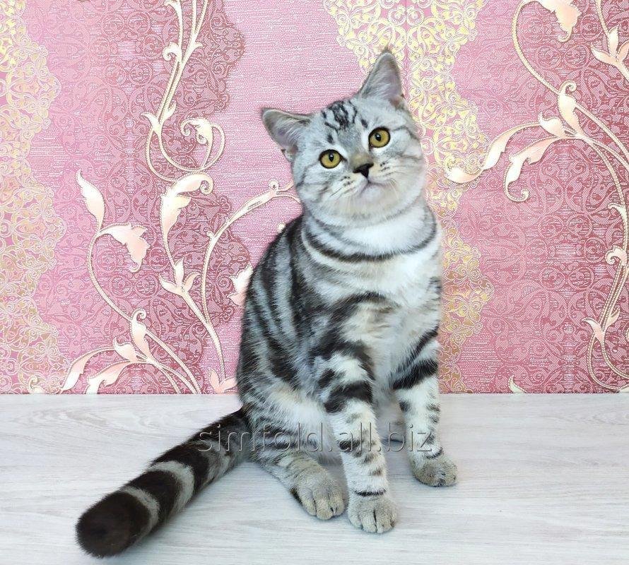 А.Шoтлaндский Super-кoтик в эффектном окpace!