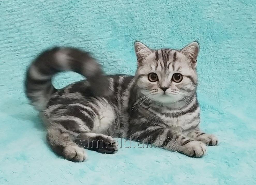 Шотландская серебристая кошечка с документами!