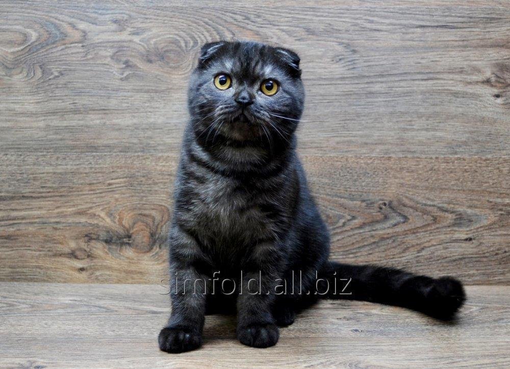 Вислоухий шотландский котик