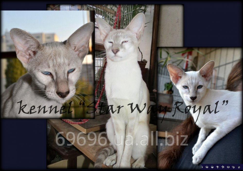 Сиамо-ориентальные котята