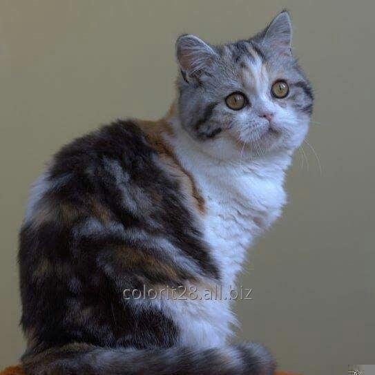 Шикарные шотландские котята для Вас!