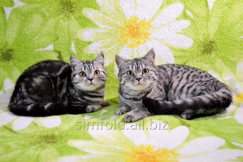 Шотландские серебристые рисунчатые котята