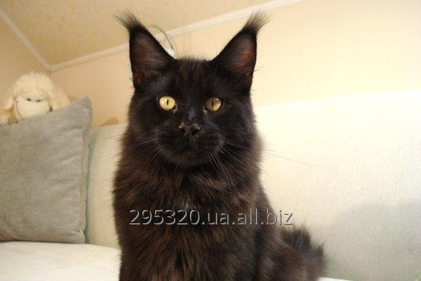 Котик мейн-кун черный солид