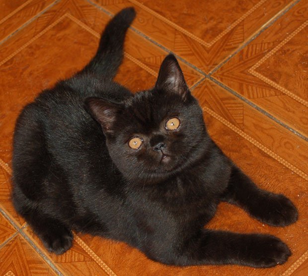 "Ручная пантера"