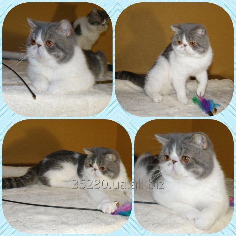 Экзот голубой биколор