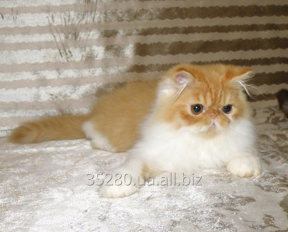 Персидский мальчик