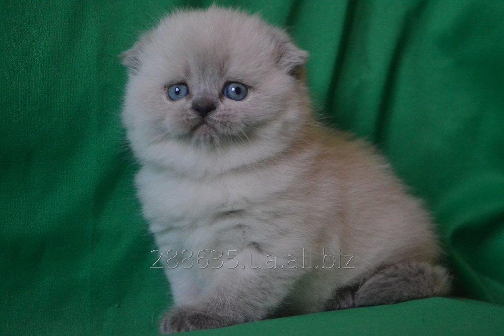 SALE SCOTTISH FOLD-STRAIGHT