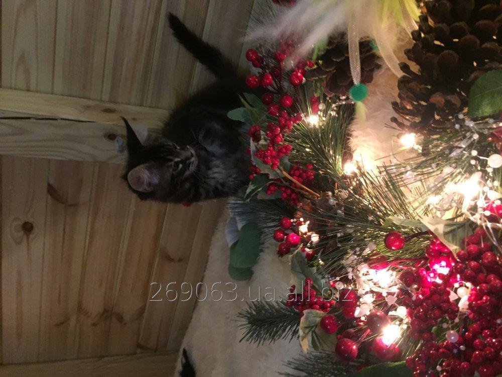 Котята Мейн Кун