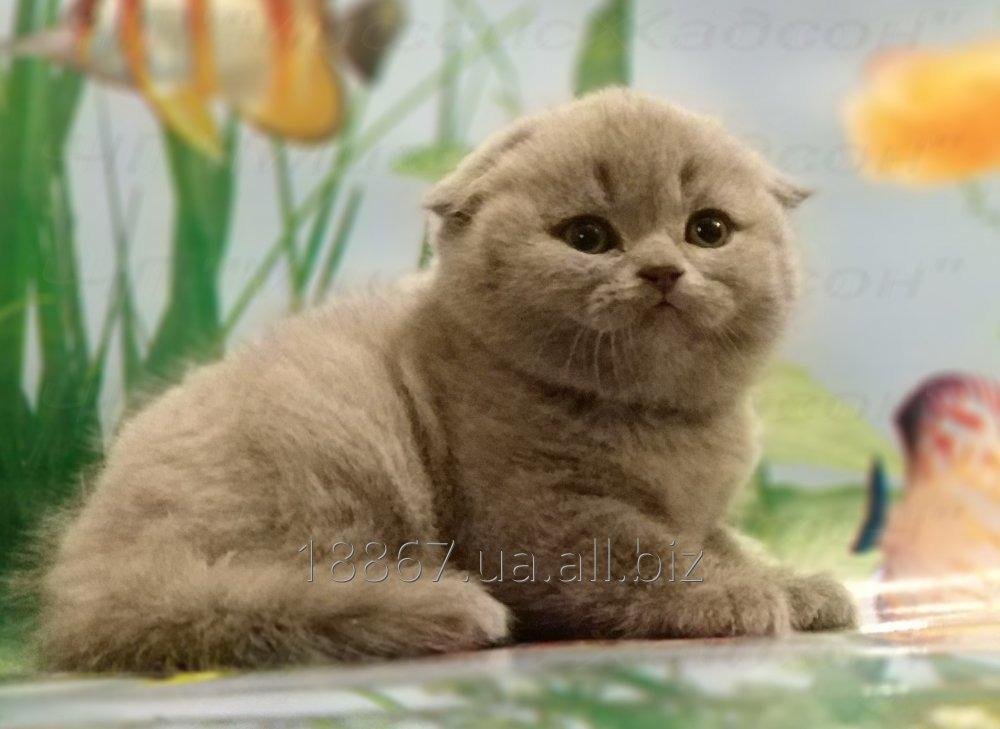 Котята вислоухие шотландские.