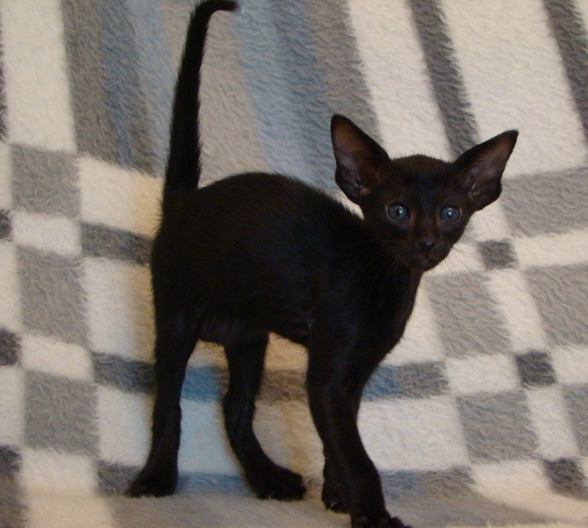 Стильные ориентальные котята