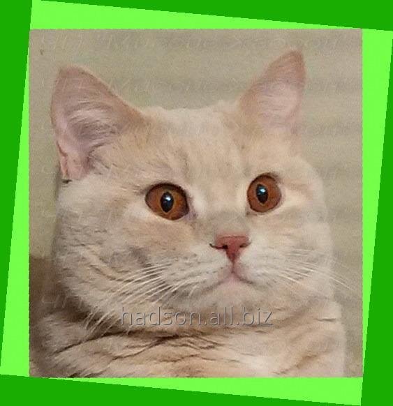 Котята британские. Окрас CREAM (топлёное молоко). Есть мальчики.