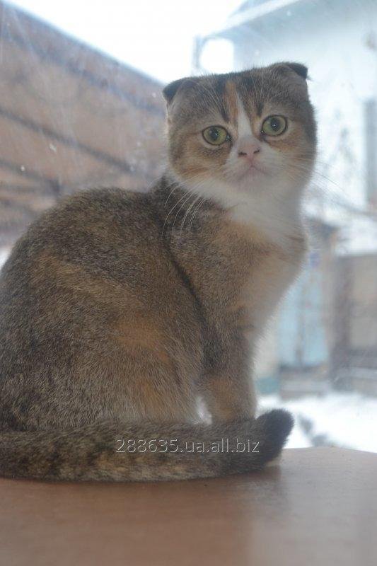 Female Scottish fold