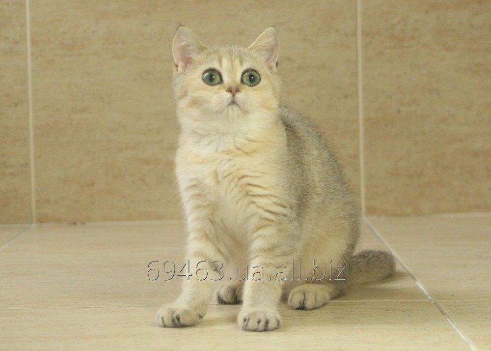 British golden chinchilla female