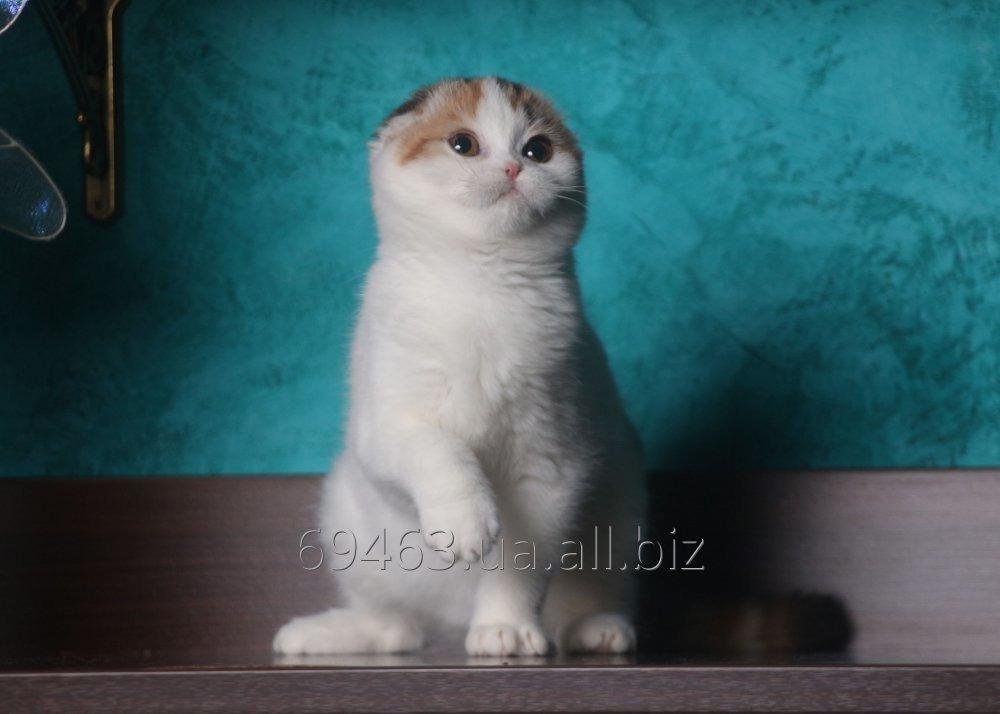 Scottish fold calico female