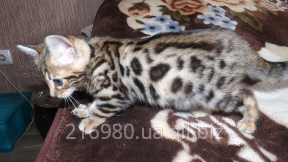 Бенгальская кошка