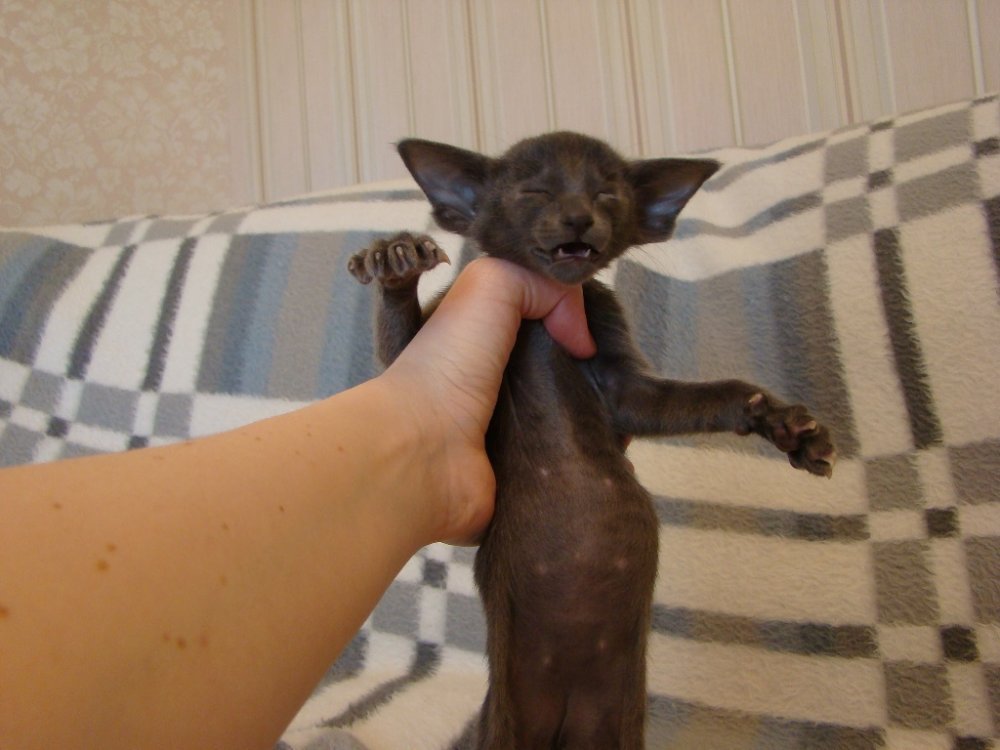 Ориентальные котята