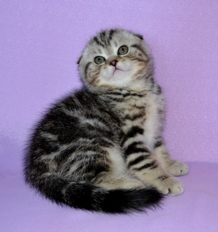 Вислоухий чёрный мраморный на серебре мальчик