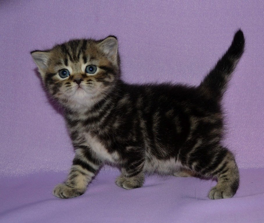 Шотландская чёрная мраморная девочка