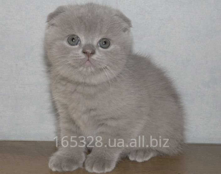 Самые обаятельные котята ищут заботливые руки