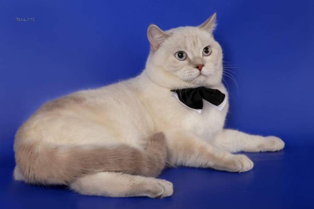 Галантный и обходительный шотландец приглашает кошечек на вязку.