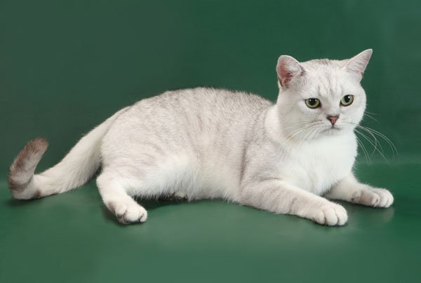 Британский короткошерстный кот