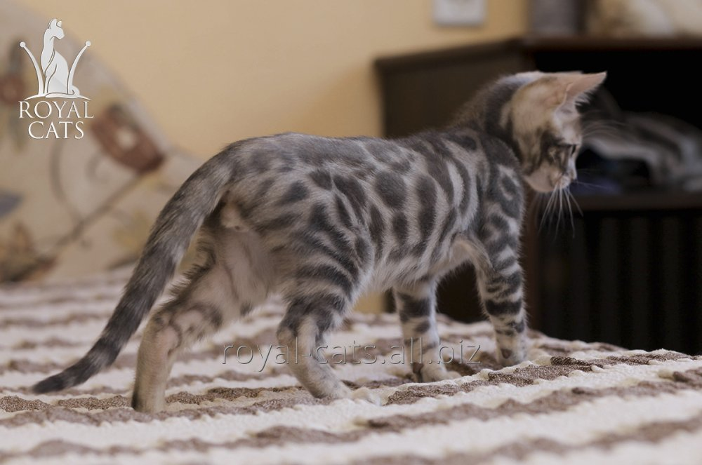 Голубой бенгальский котёнок питомника Роял Кэтс