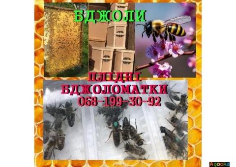 Бджоломатки плідні молоді від 1 шт відправлення по Україні