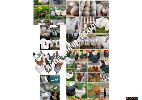 ІНКУБАЦІЙНЕ ЯЙЦЕ